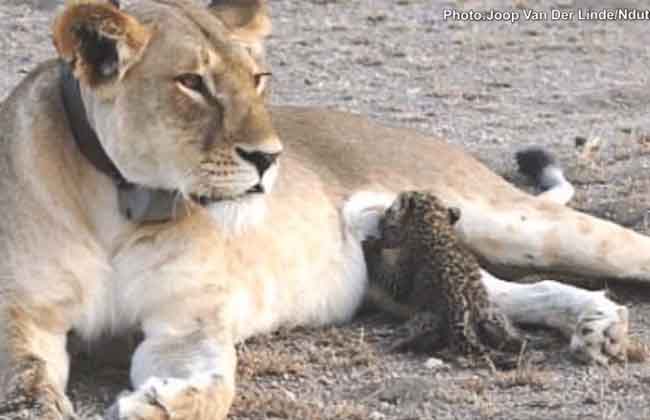 a wild lioness is seen nursing a baby leopard
