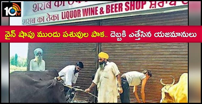 https://10tv.in/national/irate-residents-tie-cattle-outside-shopfurore-over-reopening-liquor-vend-mohali-12907-23906.html