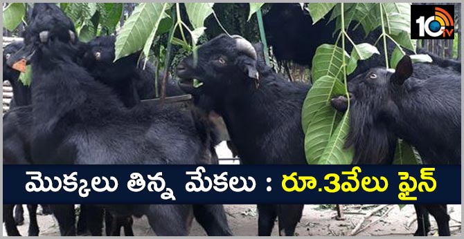 https://10tv.in/uncategorized/hyderabad-goats-chew-haritha-plants-owner-fined-17610-33025.html