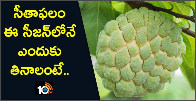 https://10tv.in/life-style/custard-apple-and-its-health-benefits-18007-33808.html