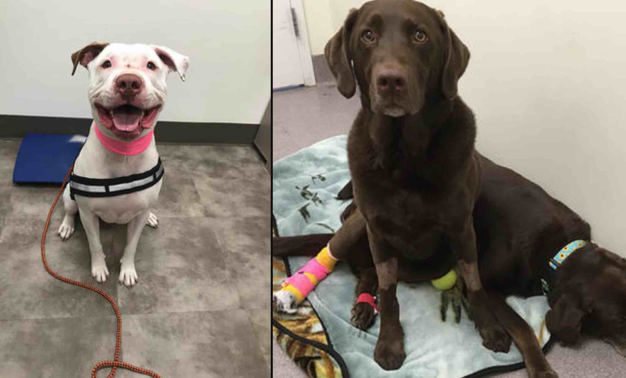 Dogs and Cats Can Donate Blood 