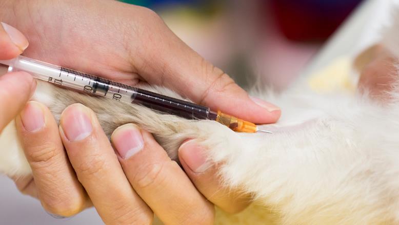 Dogs and Cats Can Donate Blood 