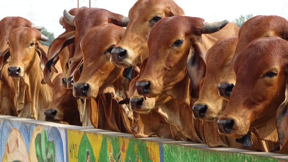 cows winter coats