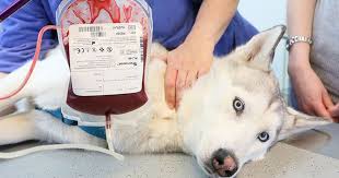 Dogs and Cats Can Donate Blood 