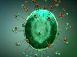 corona virus