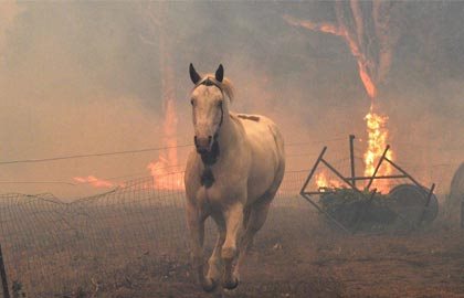 horse wildfire