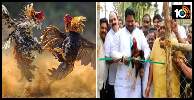 https://10tv.in/uncategorized/chicken-races-starting-east-godavari-district-23585-45049.html
