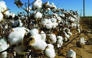 cotton
