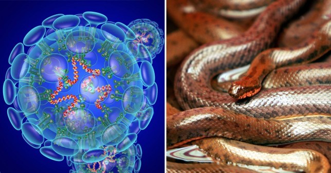 snake virus corona