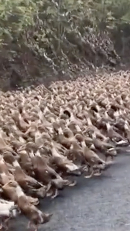 China deploys army of 1 lakh ‘duck troops’ to counter locust attacks