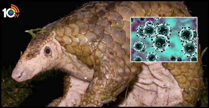 https://10tv.in/international/pangolins-are-possible-coronavirus-hosts-scientists-say-25563-49425.html