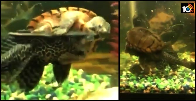 https://10tv.in/international/water-fight-tortoise-qurreling-fish-25527-49342.html