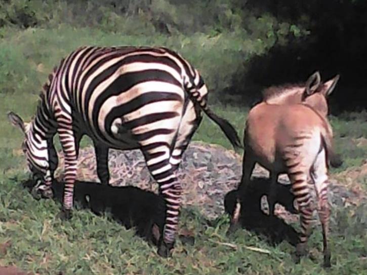 zonkey 