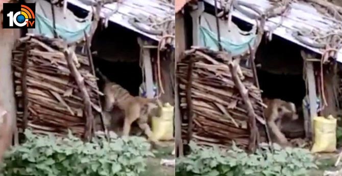 https://10tv.in/viral/chilling-video-scared-tiger-running-away-humans-goes-viral-4632-70790.html