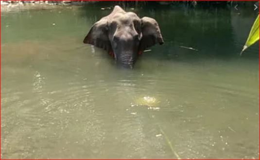 Elephant Who Ate Firecracker-Filled Pineapple Walked For Days In Pain