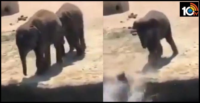 https://10tv.in/international/mischievous-baby-elephant-pushes-friend-water-just-humans-says-twitter-4845-71253.html