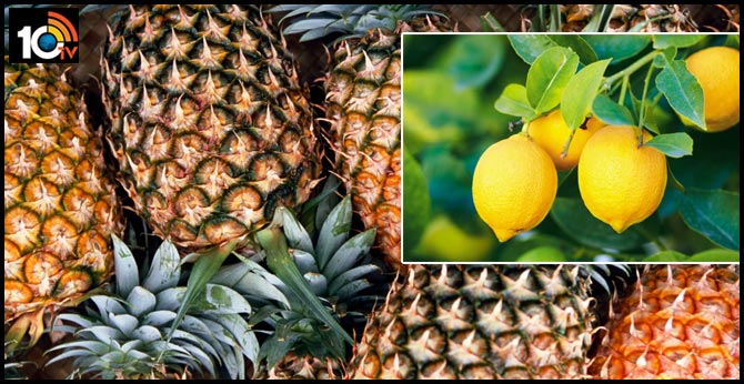 https://10tv.in/latest/tripura-cm-to-provide-free-pineapple-and-lemon-juice-to-boost-immunity-73958.html