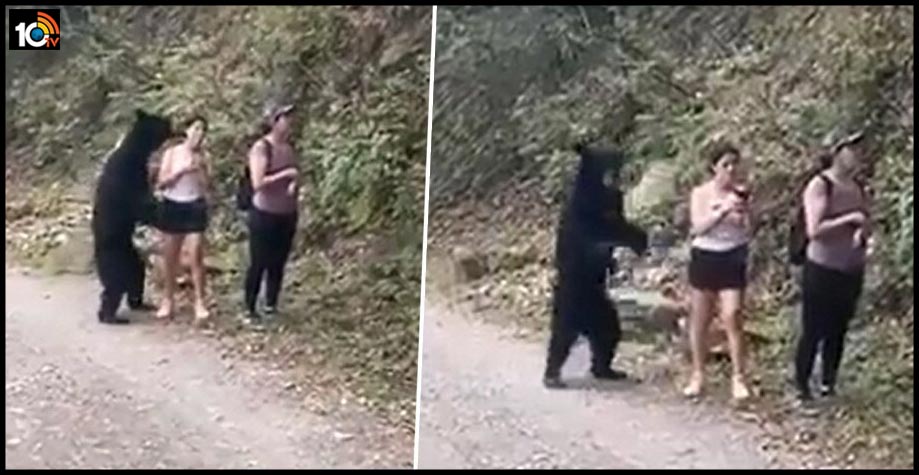 https://10tv.in/national/whether-the-bear-took-liking-to-the-girl-more-or-to-the-selfie-83773.html