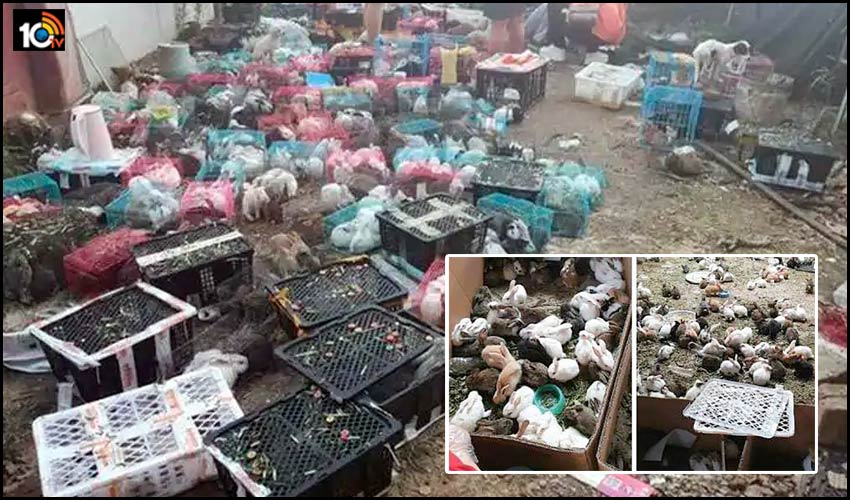https://10tv.in/international/4000-pets-including-cats-dogs-rabbits-bought-online-found-dead-in-boxes-in-china-124722.html