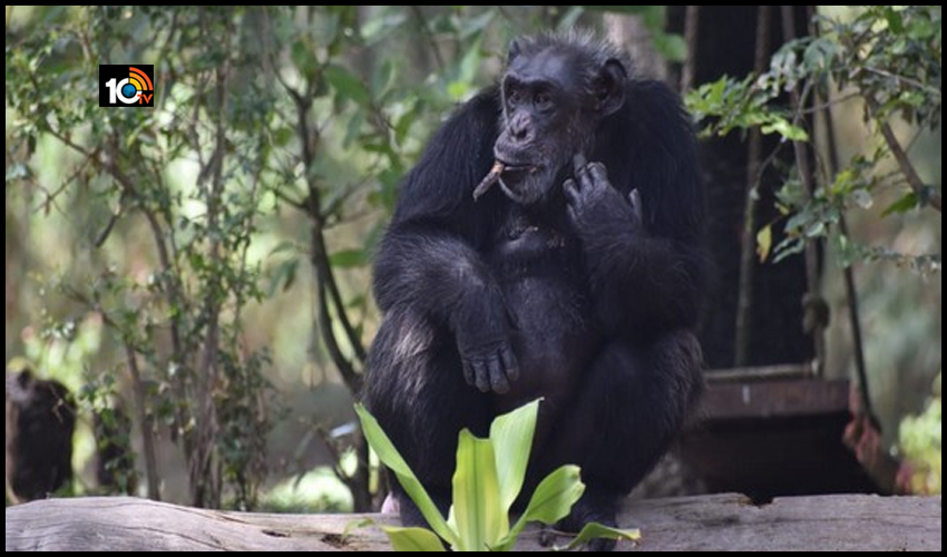 https://10tv.in/telangana/suzi-the-most-popular-chimpanzee-dies-146140.html