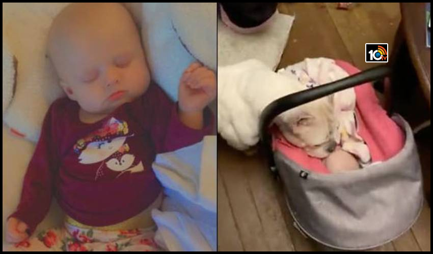 https://10tv.in/international/us-pet-dog-has-killed-four-month-old-baby-girl-170412.html