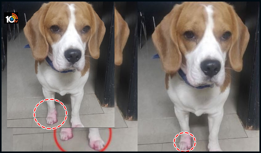 https://10tv.in/latest/dr-sulbha-kj-arora-pet-dog-caught-red-handed-after-thiefing-lipstick-187354.html