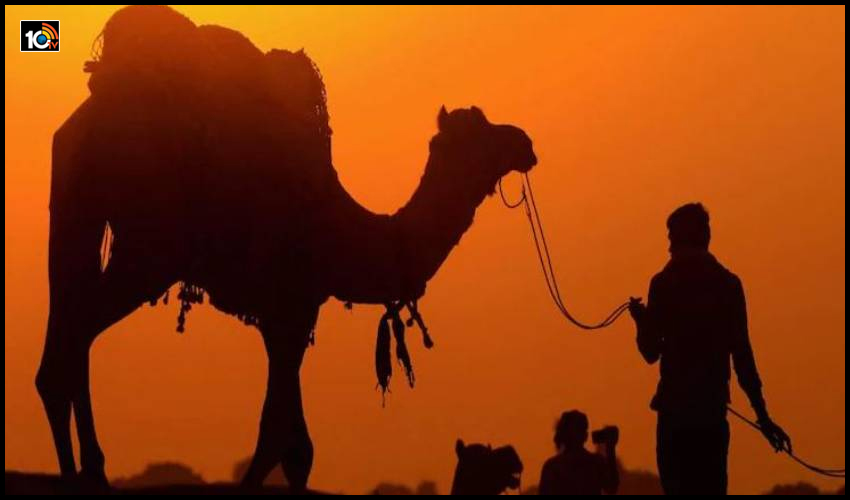 https://10tv.in/crime/dubai-lover-arrested-for-steal-rare-new-born-camel-191194.html