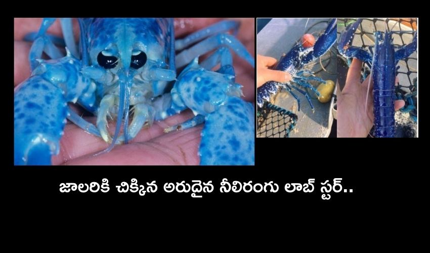 https://10tv.in/international/fisherman-catches-rare-blue-lobster-and-left-it-into-sea-in-england-217706.html