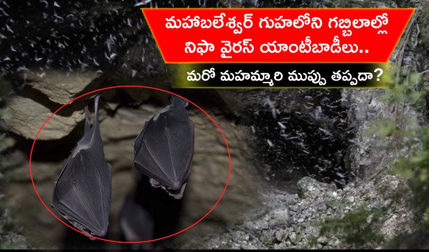 https://10tv.in/life-style/bats-from-mahabaleshwar-cave-found-with-nipah-virus-antibodies-242136.html