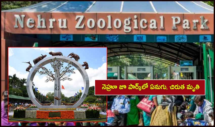 https://10tv.in/telangana/two-animals-died-in-nehru-zoological-park-in-hyderabad-235266.html