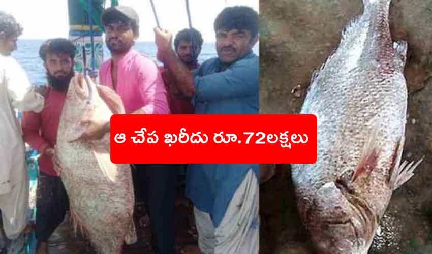 Pakistani Fisherman : మత్స్యకారుడిని లక్షాధికారిని చేసిన చేప.. ఖరీదు రూ.72లక్షలు