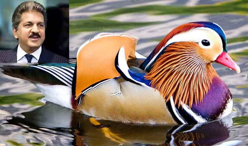 https://10tv.in/national/mandarin-ducks-anand-mahindra-awed-by-this-creature-spotted-in-assam-after-100-yrs-255590.html