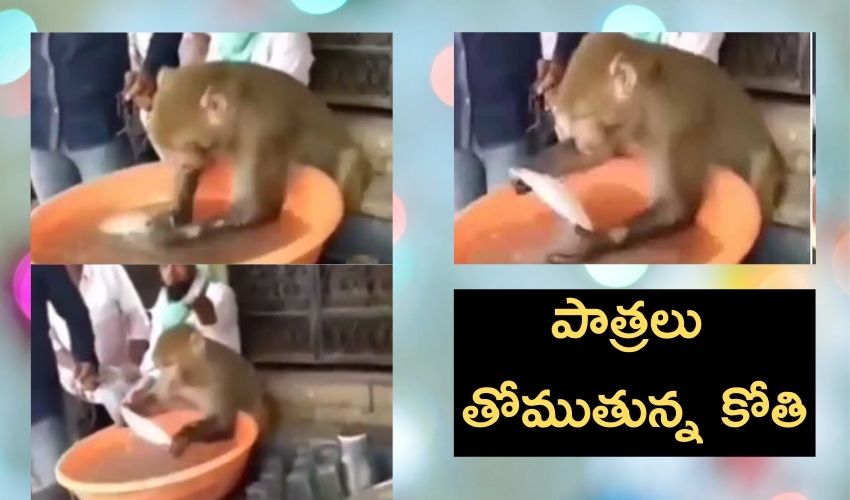https://10tv.in/national/monkey-washing-plates-video-goes-viral-246754.html