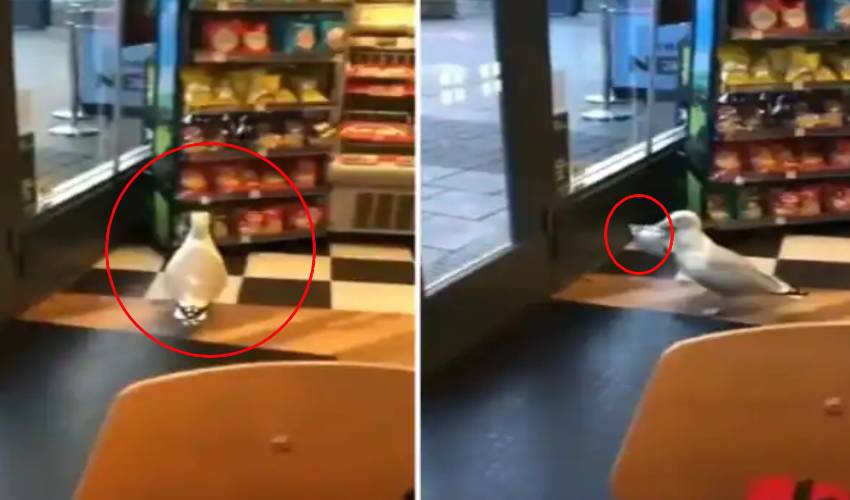 https://10tv.in/viral-videos/seagull-theft-a-snaks-packet-in-shop-257030.html