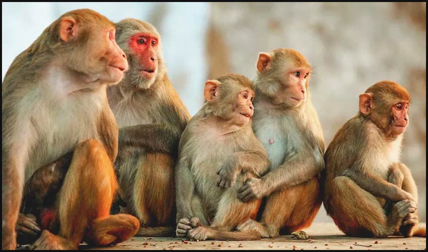 https://10tv.in/crime/poison-given-to-monkeys-in-karnataka-256625.html