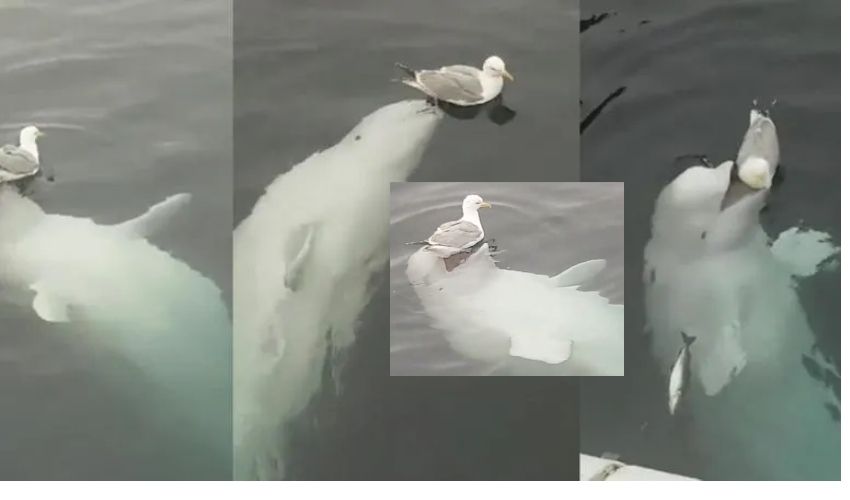 https://10tv.in/latest/this-beluga-whale-playing-with-seagull-bird-is-the-cutest-video-262957.html