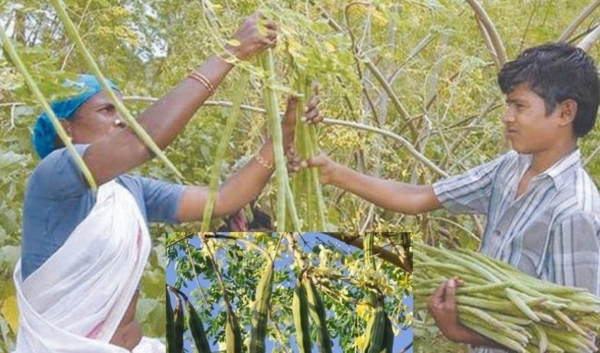 Drumstick Farming : మునగసాగులో అధిక దిగుబడినిచ్చే రకాలు ఇవే…