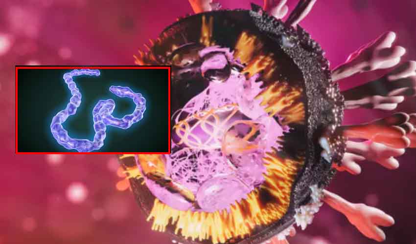 Marburg Virus : ప్రాణాంతక వైరస్.. లక్షణాలు ఏంటి? చికిత్స ఎలా?