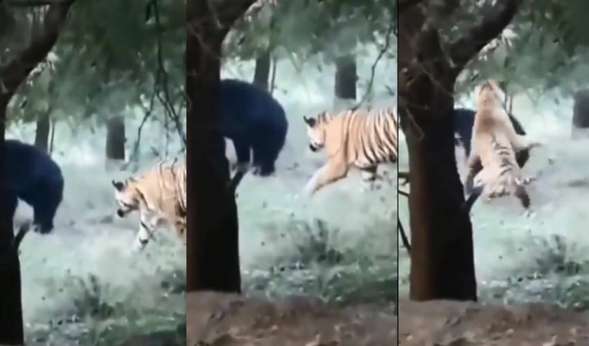 https://10tv.in/national/bear-turned-tables-tiger-in-rajasthan-266272.html