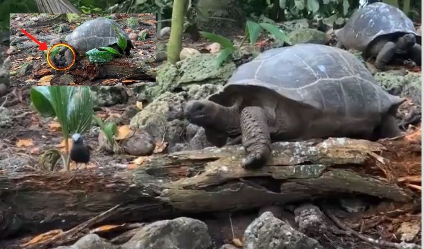 https://10tv.in/international/tortoise-hunts-baby-bird-crushes-its-skull-in-shocking-video-267171.html