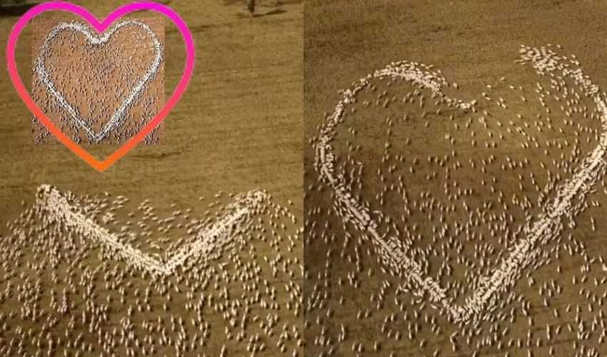 https://10tv.in/international/australian-farmer-pay-tribute-to-aunt-with-heart-shaped-sheep-268182.html