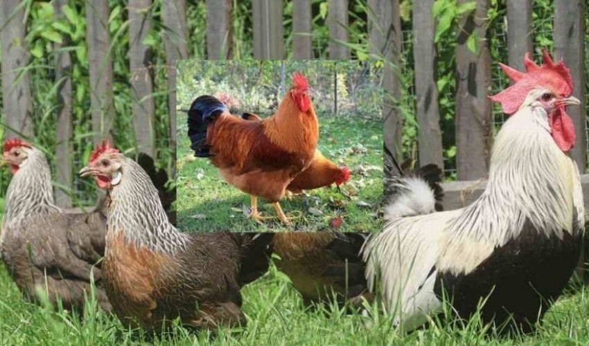 Backyard Poultry నాటుకోళ్ళ పెంపకానికి అనువైన జాతికోళ్ళు ఇవే... These