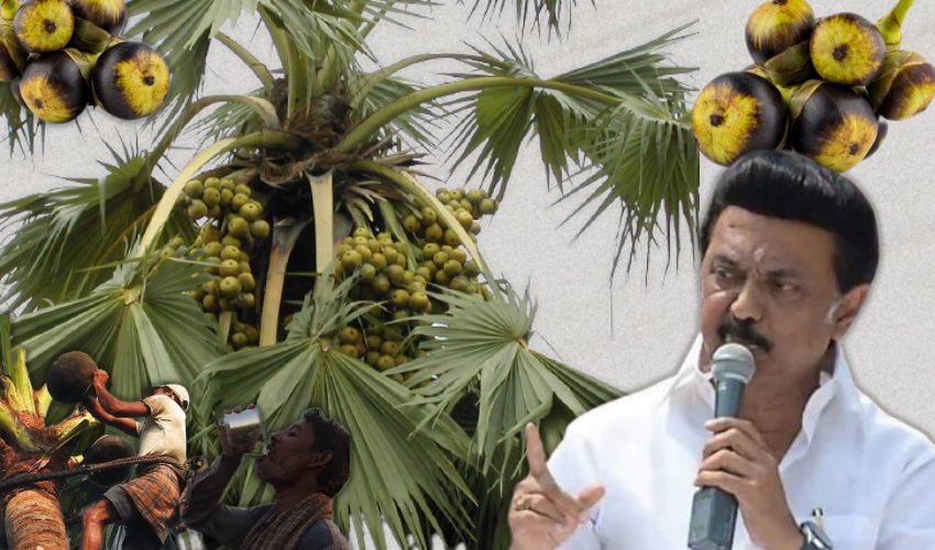 https://10tv.in/agriculture/stalins-government-focused-on-the-cultivation-of-palm-trees-because-265480.html