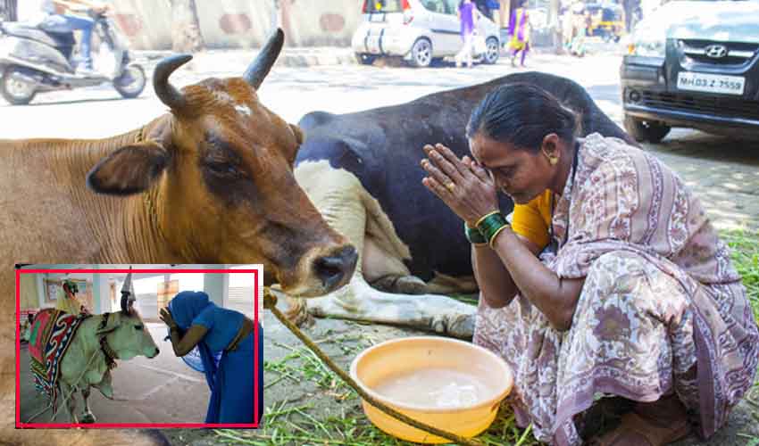 https://10tv.in/national/cow-should-be-declared-national-animal-given-fundamental-rights-allahabad-high-court-270489.html
