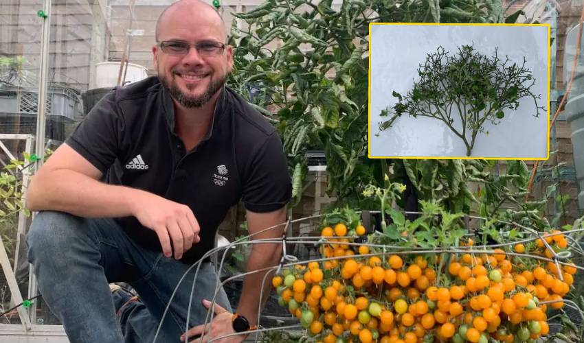 https://10tv.in/international/world-record-by-growing-over-800-cherry-tomatoes-on-single-stem-278918.html