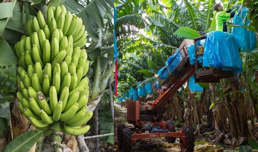 https://10tv.in/international/farm-worker-successfully-sues-employer-for-rs-4-crore-after-he-was-injured-by-bananas-in-australia-289141.html