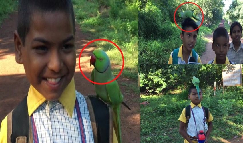 https://10tv.in/national/mp-a-parrot-of-forest-has-developed-a-unique-friendship-with-children-of-a-nearby-school-2-284332.html