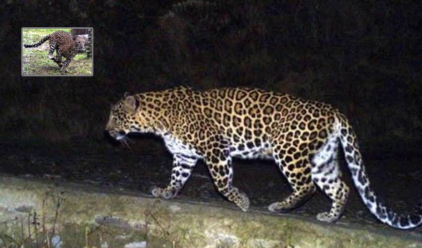 Leopard Attack : ఏడేళ్ల బాలికపై చిరుత దాడి