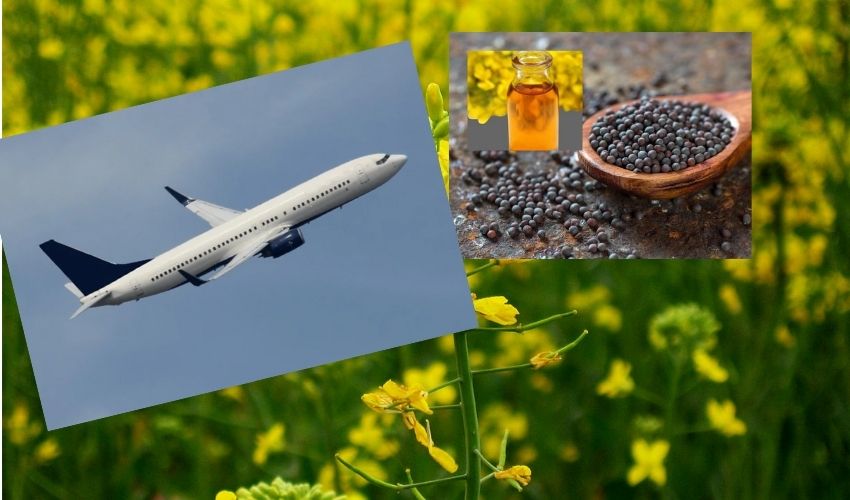 https://10tv.in/international/indian-scientist-led-teams-mustard-plant-based-jet-fuel-could-cut-emissions-by-68-study-294569.html