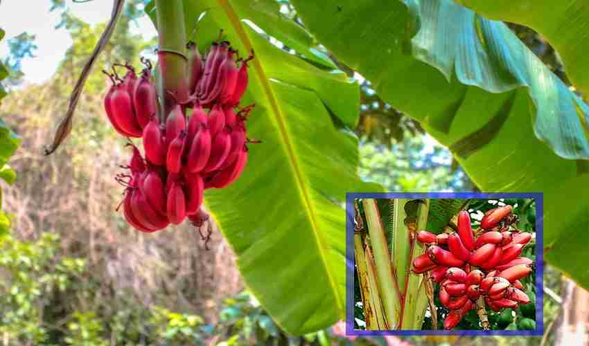 https://10tv.in/life-style/health-benefits-of-red-bananas-286973.html